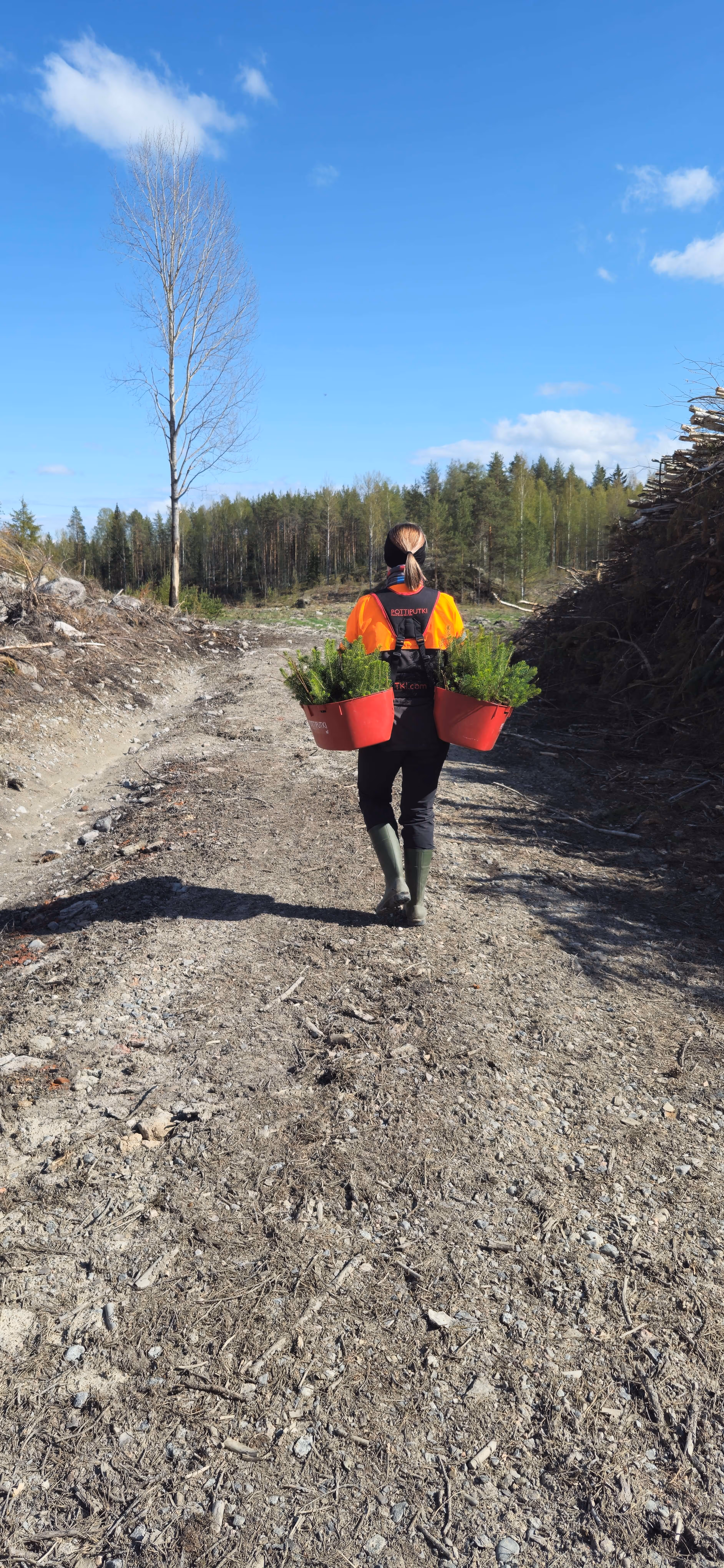 Henkilö kävelee metsäpolulla kantaen kahta punaista ämpäriä, joissa on pieniä taimia.
