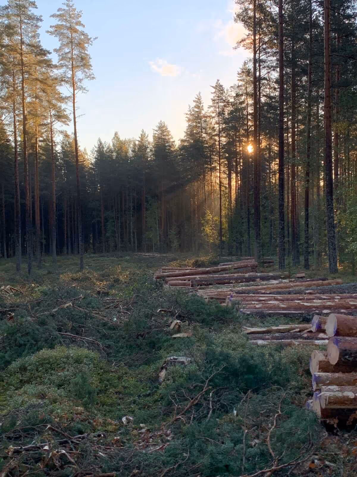 Metsä, jossa kaadettuja puita pinoissa ja auringonvalo siivilöityy mäntyjen lomasta.