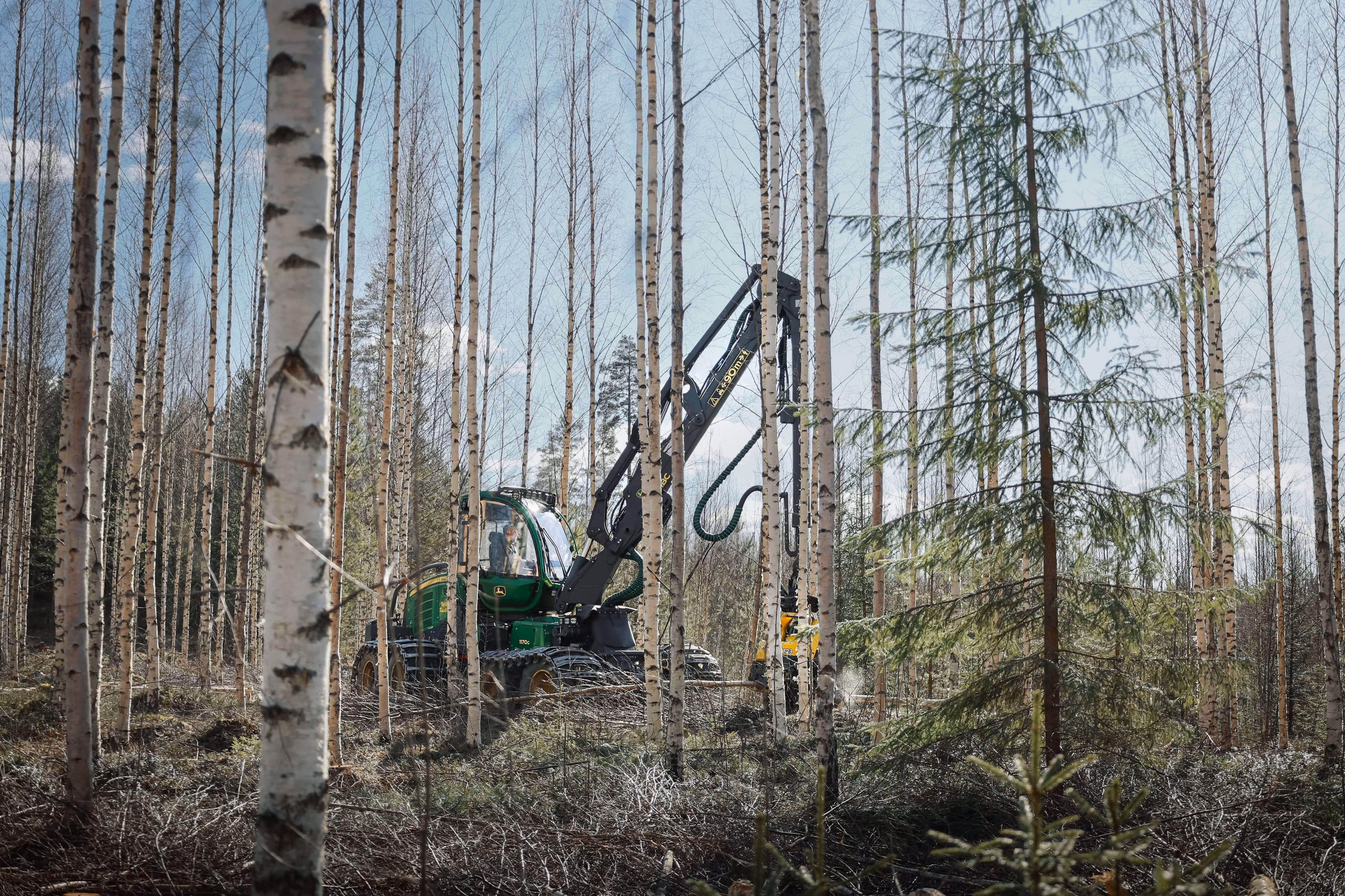 Metsäkone hakkuuvarusteineen työskentelee koivumetsässä kevätauringon paisteessa.
