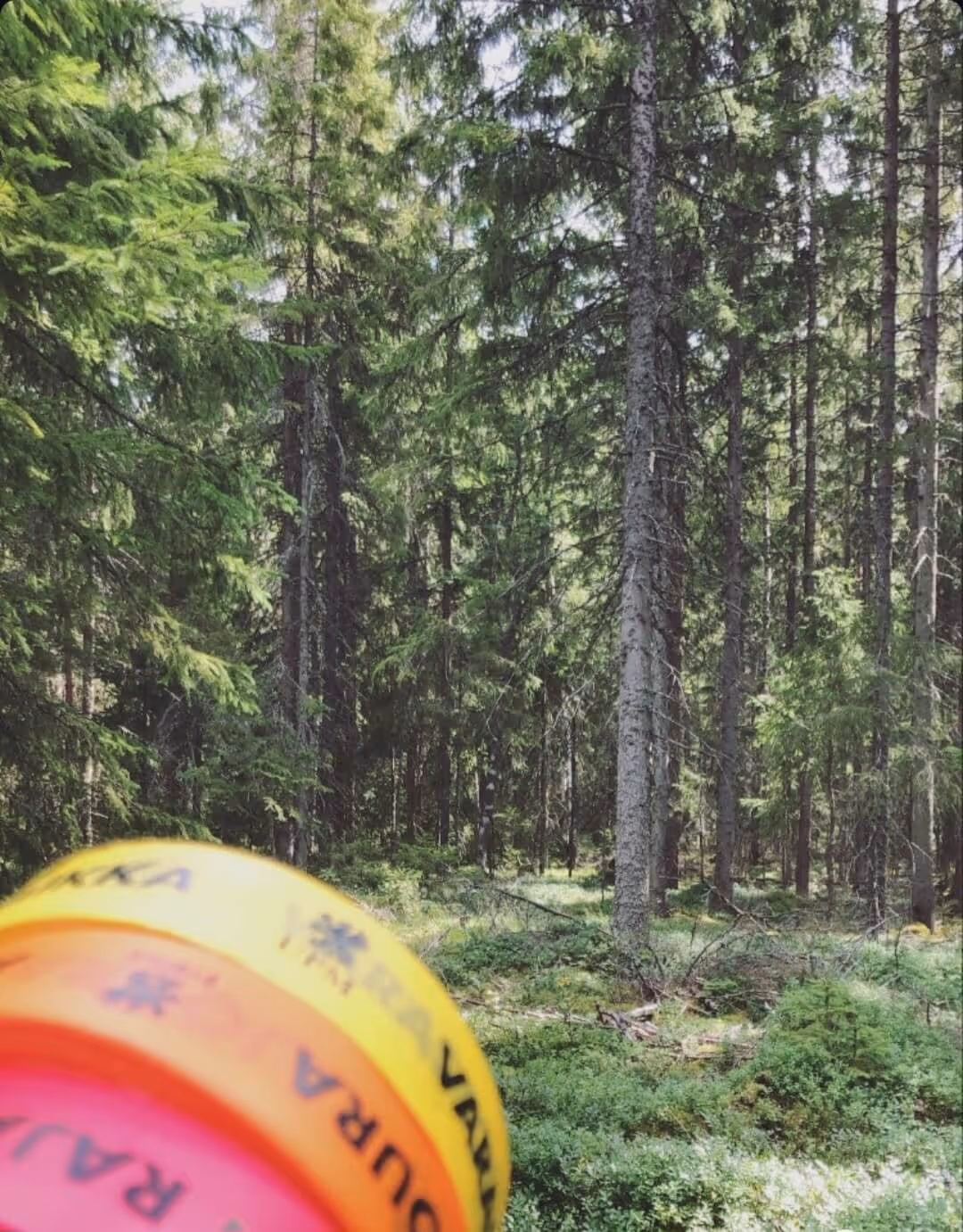 Kirkasvärisiä rengasmerkkejä Suomen metsässä rauhoitetun alueen merkitsemiseen.